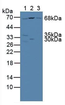 Anti-Pericentrin 1/FROUNT antibody(AB231958)