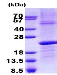 Ab140547  Sds Page Img20122