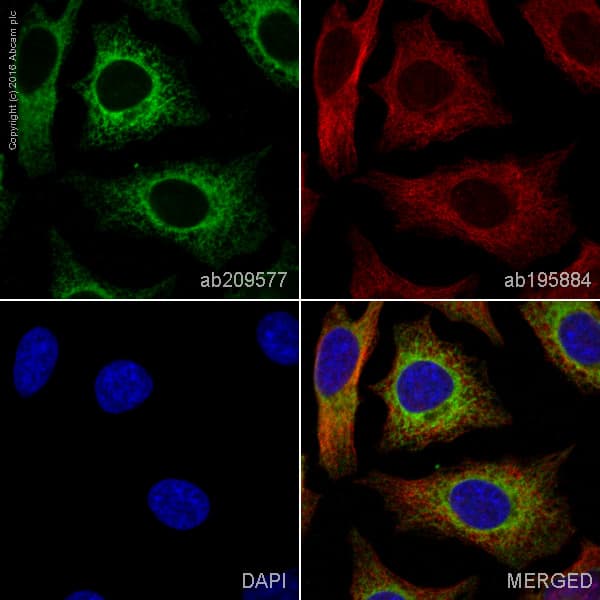 PE Anti-Calreticulin antibody [EPR3924] - ER Marker(AB209577)