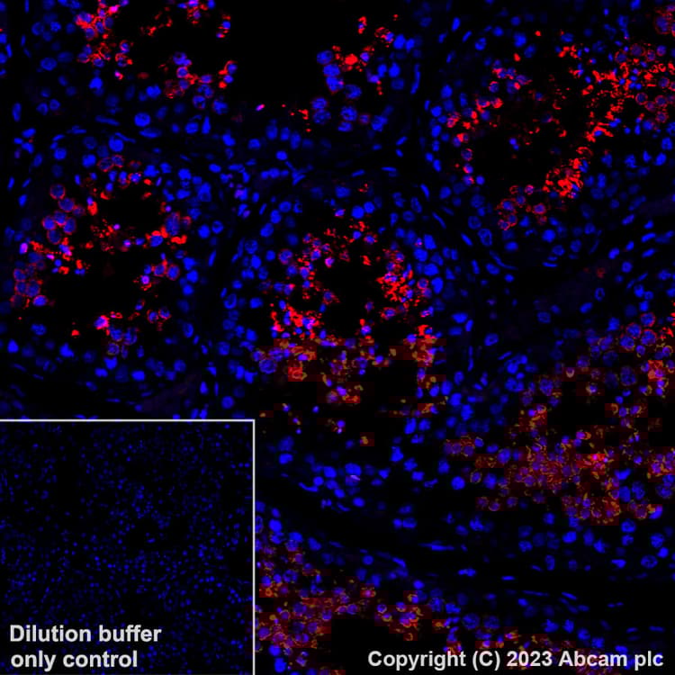 Alexa Fluor® 647 Anti-Glutathione Peroxidase 4 antibody [EPNCIR144](AB314334)