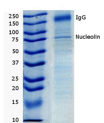 Nucleolin Antibody 364 5 Ab136649  Immunoprecipitation Img21654