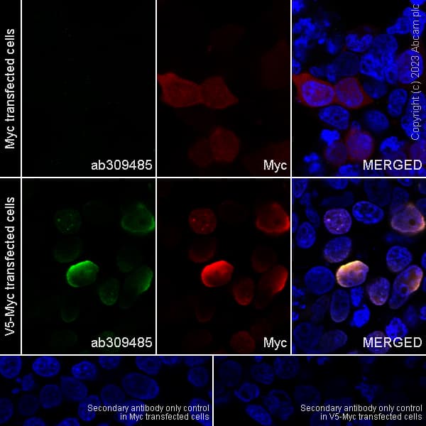 Anti-V5 tag antibody [EPR27187-61](AB309485)