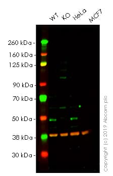 Skp2 Antibody Epr33052 Bsa And Azide Free Ab240263  Western Blot Img136282
