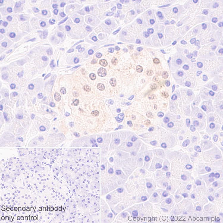 Anti-HuD antibody [EPR26472-54] (BSA and Azide free)(AB302515)