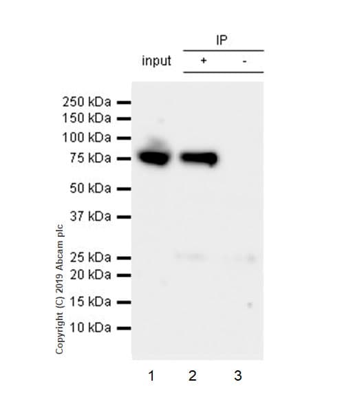 Aatf Ded Antibody Epr22934 136 Bsa And Azide Free Ab256301  Immunoprecipitation Img8871