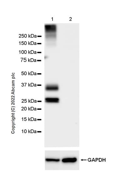 Aquaporin 1 Antibody Epr26554 46 Bsa And Azide Free Ab300464  Western Blot Img400484
