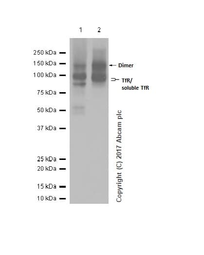 Anti-Transferrin Receptor antibody [EPR20584](AB214039)