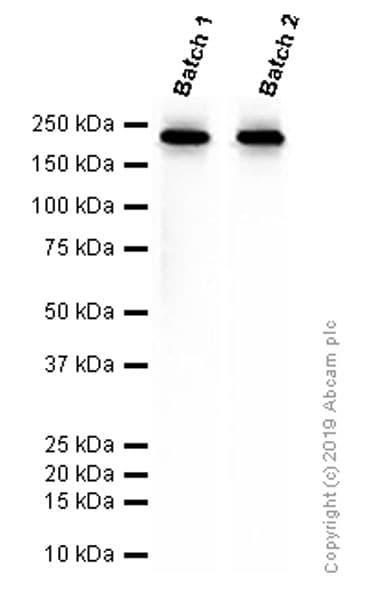 Anti-BRG1 antibody [EPR3912](AB108318)