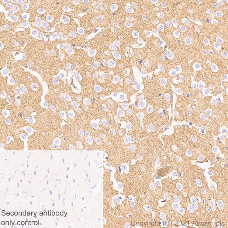 Anti-GNAS antibody [EPR24177-24] - BSA and Azide free(AB283287)