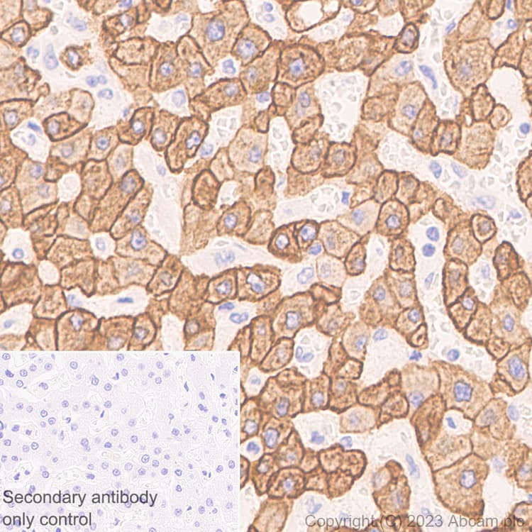 Pan Cytokeratin Antibody Epr28285 45 Bsa And Azide Free Ab308263  Immunohistochemistry Formalin Pfa Fixed Paraffin Embedded Sections Img408892