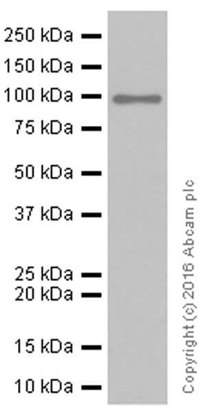 Anti-Sodium Potassium ATPase antibody [EP1845Y] - BSA and Azide free(AB167390)