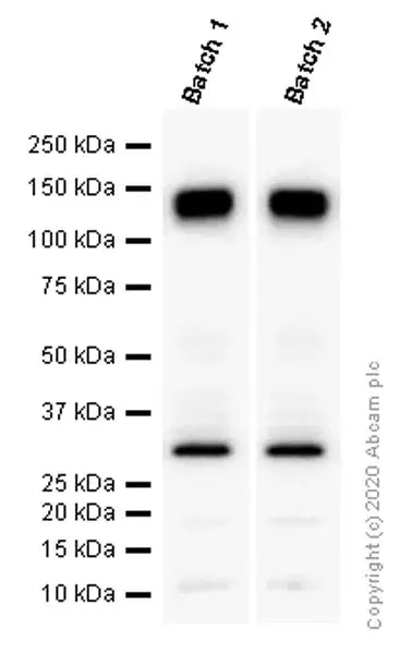 Anti-Pan Trk antibody [EPR17341](AB181560)