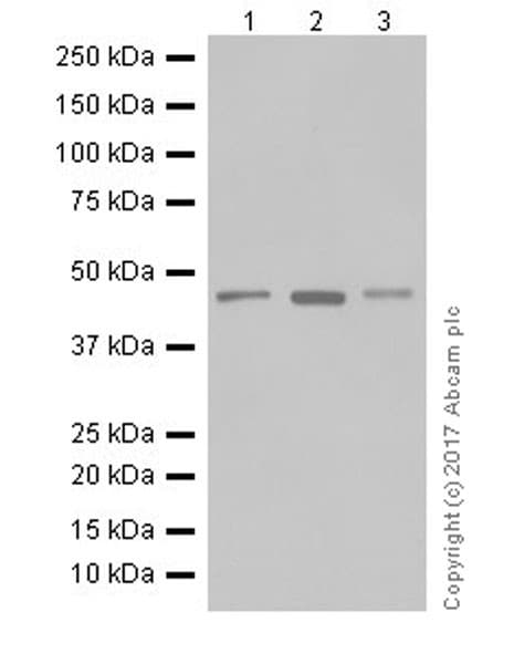 Ptf1a Antibody Epr19011 Ab182398  Western Blot Img61360