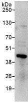 Ring2 Ring1b Rnf2 Antibody Ab101273  Immunoprecipitation Img98744