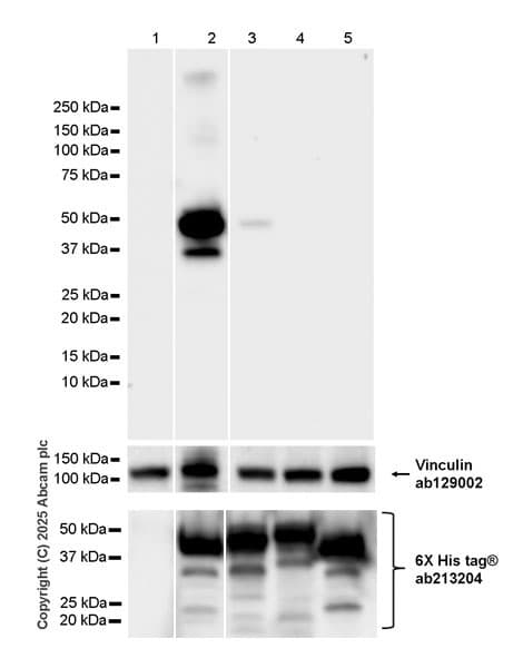 Anti-RecA antibody [EPR29094-561](AB323376)