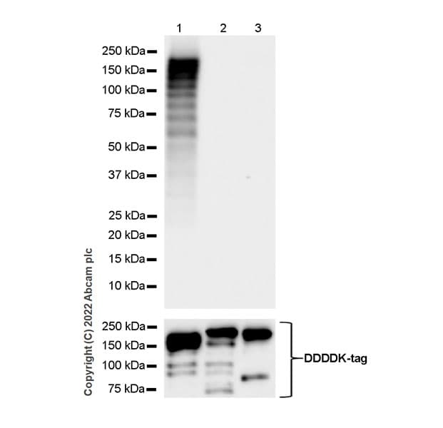 Anti-KDM5B / PLU1 / Jarid1B antibody [EPR25242-12](AB306579)