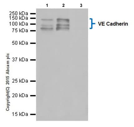 Anti-VE Cadherin antibody [EPR18229] - BSA and Azide free(AB232515)
