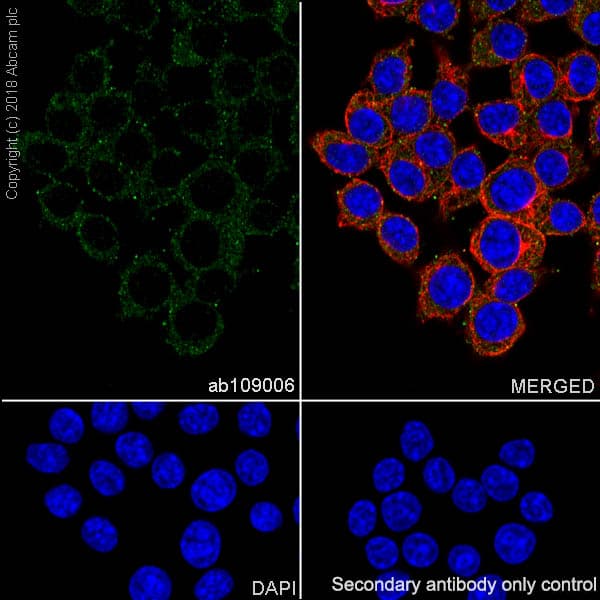 Anti-PI 3 Kinase p110 delta antibody [EPR386](AB109006)