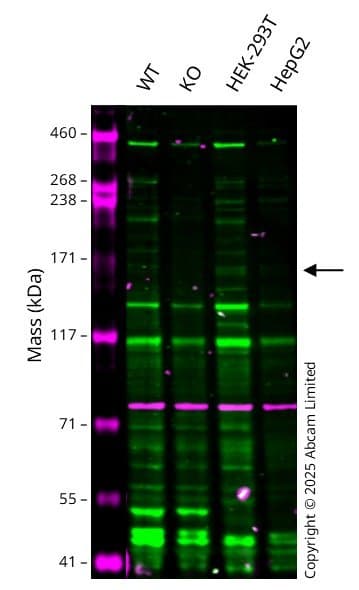 Anti-Calnexin antibody [CANX/1543](AB238078)