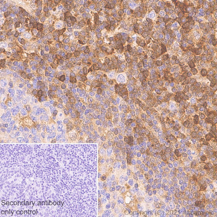 Anti-STAT1 antibody [1/Stat1](AB281999)