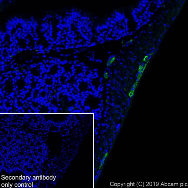 Anti-Peripherin antibody [EPR23445-28] - BSA and Azide free(AB269861)