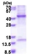 Recombinant Human HPR protein(AB177664)