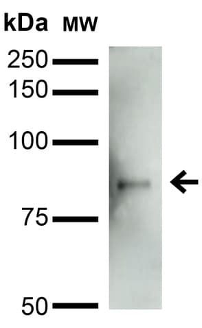 Anti-Mitofusin 2 antibody [N153/5](AB186317)