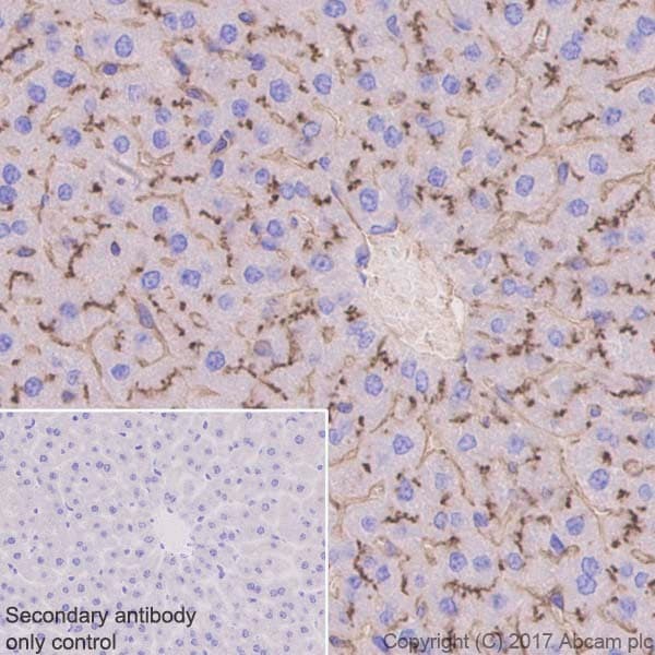 Anti-DPP4 antibody [EPR18215] - BSA and Azide free(AB232221)
