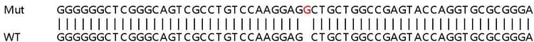 Sanger%20sequencing%20 %20human%20cib1%20(Kip)%20knockout%20hek 293t%20cell%20line%20(Ab266081)  Sanger Sequencing Img410792