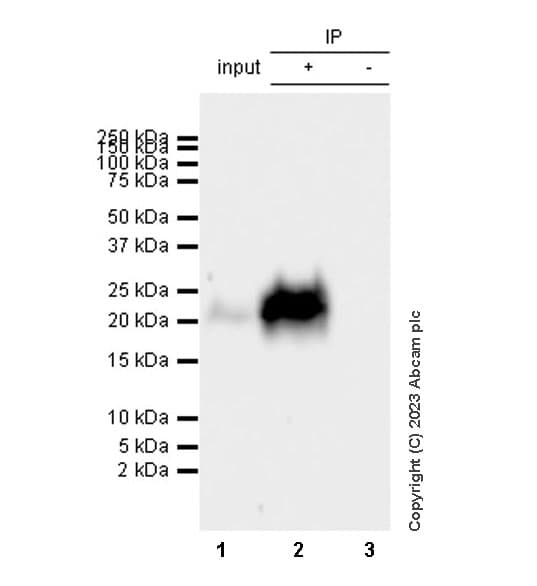 Anti-MCP1 antibody [RM1100](AB315478)