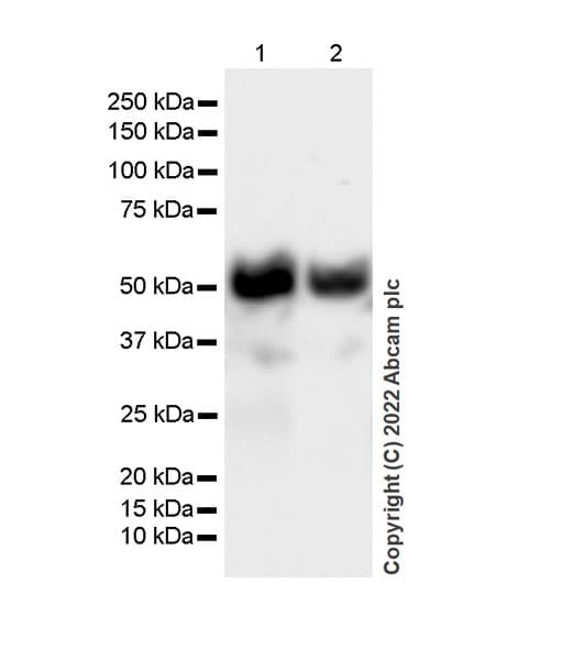 Ifit1 Antibody Epr27276 63 Bsa And Azide Free Ab305302  Western Blot Img405047