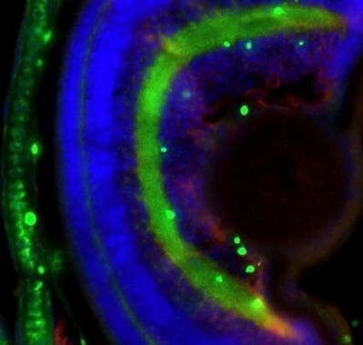 Anti-Collagen II antibody(AB209865)