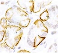 Neurotensin Receptor 2 Antibody Ab48273  Immunohistochemistry Formalin Pfa Fixed Paraffin Embedded Sections Img112684