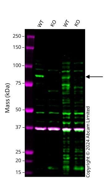 Anti-PSD95 antibody [EPR23124-118] - Synaptic Marker(AB238135)