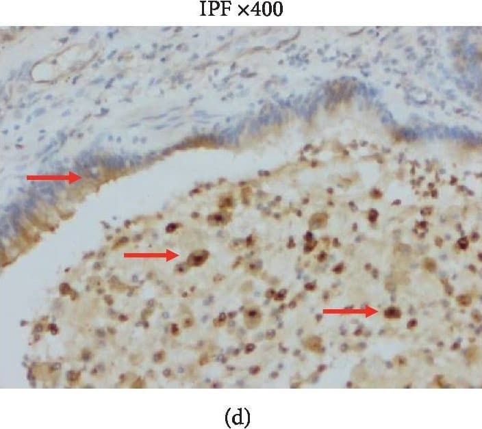 Anti-Osteopontin antibody(ab8448)