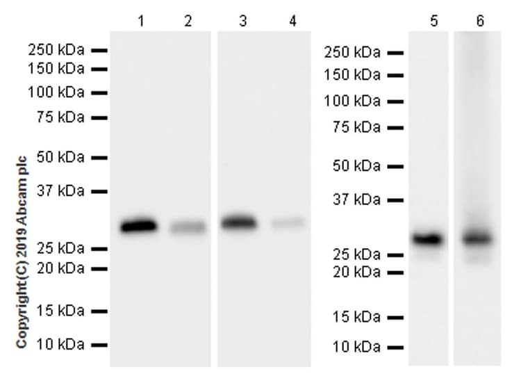 Anti-MTAP antibody [EPR22570-76](ab254265)