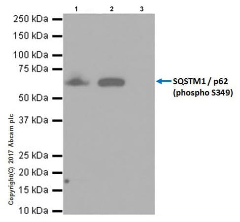Anti-SQSTM1 / p62 (phospho S349) antibody [EPR20451] - BSA and Azide free(AB238445)