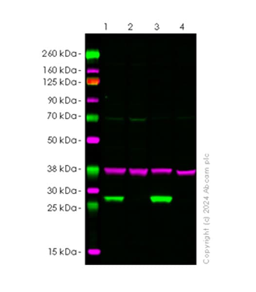Anti-NNMT antibody [EPR29205-77] - BSA and Azide free