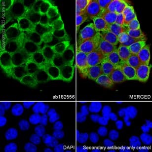 Rpl9 Antibody Ep13752 Bsa And Azide Free Ab284834  Immunocytochemistry Immunofluorescence Img407589