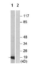 Insl4 Antibody Ab75061  Western Blot Img19597