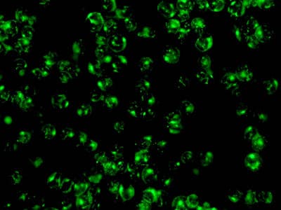 Kinesin Heavy Chain 2 Antibody Epr10740b Ab154868  Immunocytochemistry Immunofluorescence Img89228