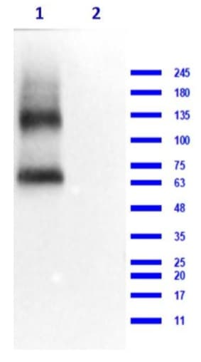 Anti-EAAT2 antibody(AB235202)