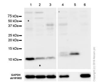 Anti-S100A4 antibody [EPR14639(2)](AB197896)