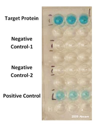 HRP Anti-DDDDK tag (Binds to FLAG® tag sequence) antibody [M2](AB49763)