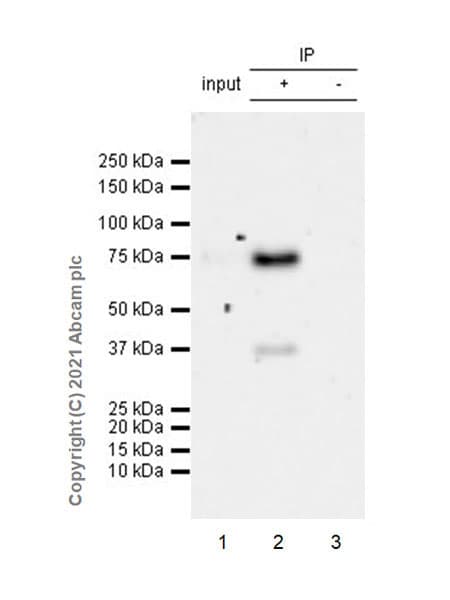 Anti-IL2 Receptor beta/p75 antibody [EPR24336-29](AB271040)