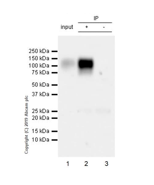Anti-LILRB1 antibody [EPR22861-6](AB238145)