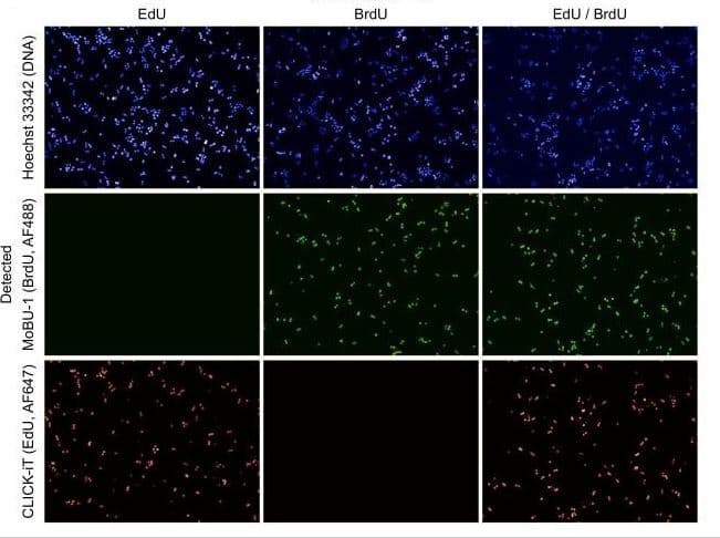 BrdU (5-bromo-2'-deoxyuridine), Thymidine analog(AB142567)