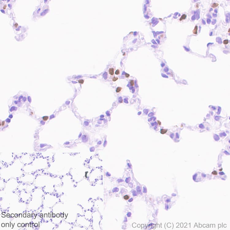 Anti-TTF1/Nkx2-1 antibody [EPR8190-6] - BSA and Azide free(AB227575)