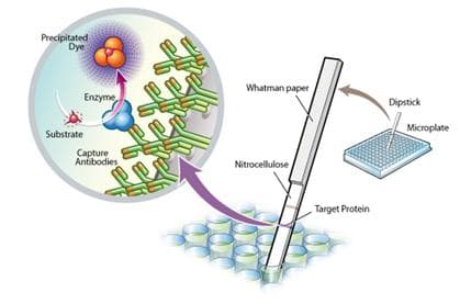 Pyruvate dehydrogenase (PDH) Enzyme Activity Dipstick Assay Kit(AB109882)