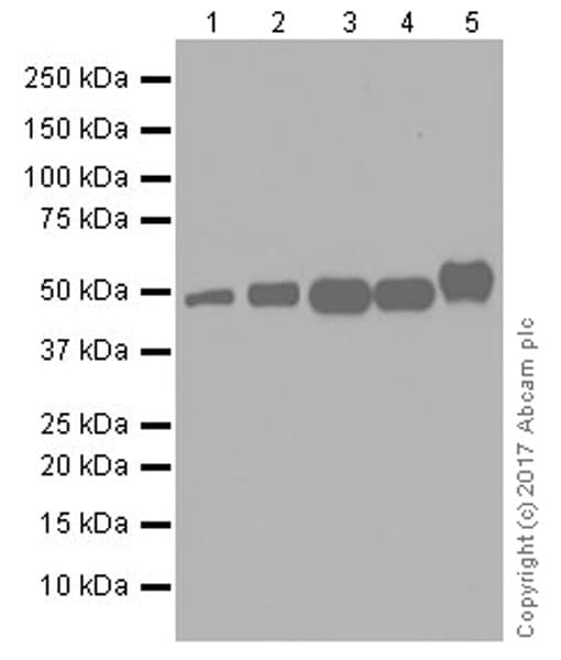 Anti-TRIM21/SS-A antibody [EPR20290](AB207728)